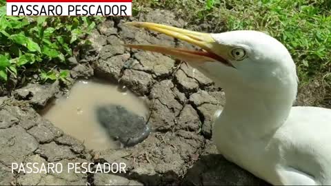 PASSARO PESCADOR