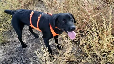 Bird dog retrieves