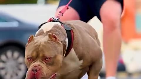 Pitbull big dog