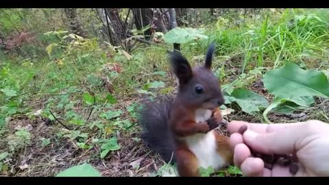 little squirrel eating pine nuts