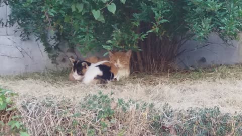 The sleeping life of a cat couple