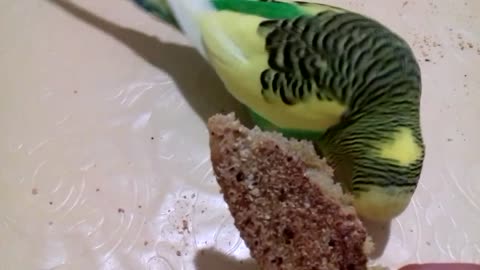 bird eats bread