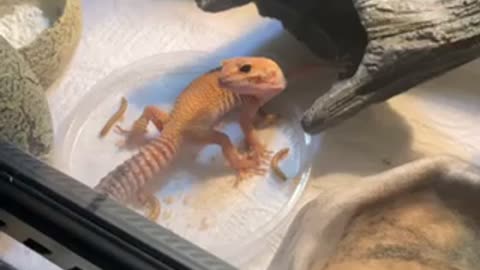 Leopard gecko has enigma syndrome