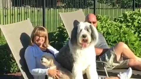 Giant white dog on lawn chair with woman