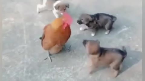 Dog Vs Chicken Fight try no to laugh