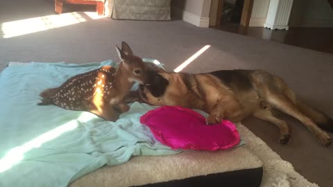 Injured Fawn Comforted by Loving Dog || ViralHog