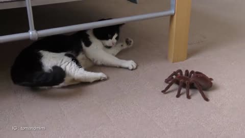 cat vs spider (tarantula)
