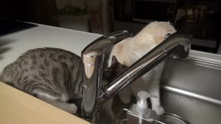 A cats playing on the kitchen tub at night.