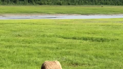 Video Of Bear On A Open Green Grass Field