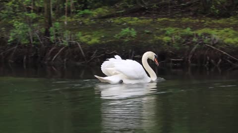 swans-swimming-water-bird-fowl