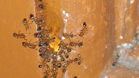 A group of ants tasting honey..
