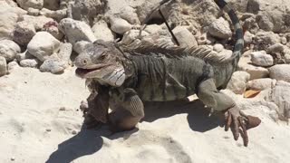 Iguana loving loaf