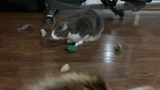 Cat Has A Vast Array Of Amusing Toys