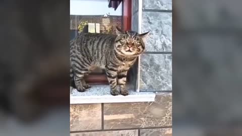 These cats can speak better than hooman!