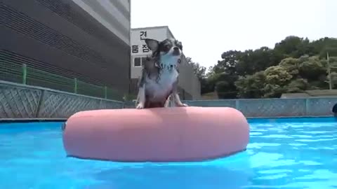 Swimming of dog 🐶🐕🐶