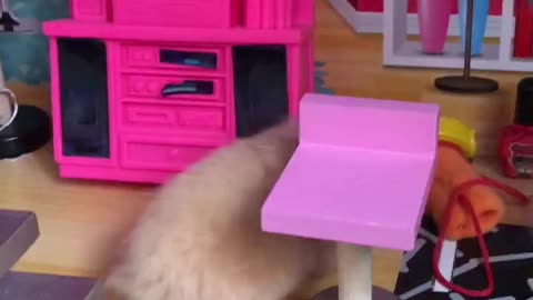 hamster and doll house