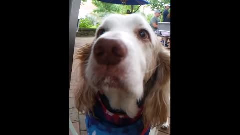Geriatric Dog Tries "Peachy Paterno" at Berkey Creamery and We Can't Stop Watching!