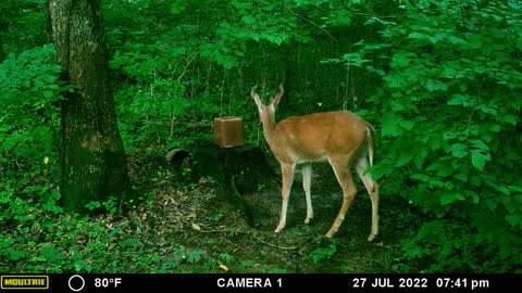 Little buck in velvet