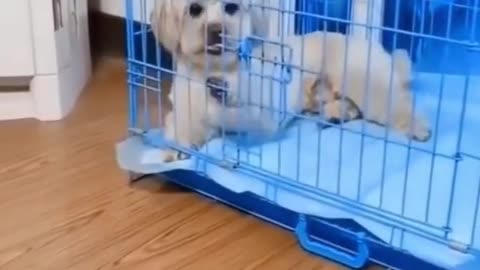 Cute Bichon Frise dog is so intelligent!!