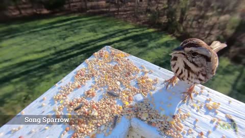 Song Sparrow - House Finch