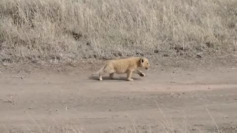 Little Lion Cubs strolls along the way, last born struggles to catch up.