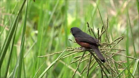 Bird Calls Out Family For Raw Material Food