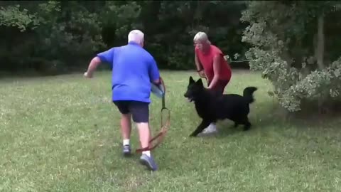 Training your dog to be fully aggressive on command.