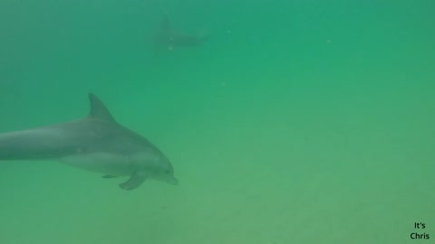 Swimming with wild dolphins Perth