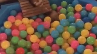 Ferret diving into ball pit