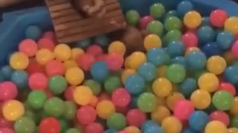 Ferret diving into ball pit