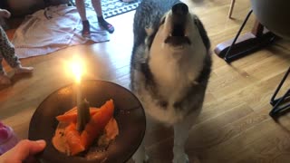 Alaskan Malamute howls along to the Happy Birthday song