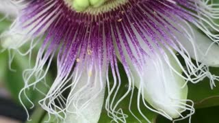 How to pollinate a Granadilla/passion fruit