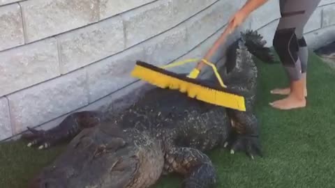 Massive Alligator gets a back scrub