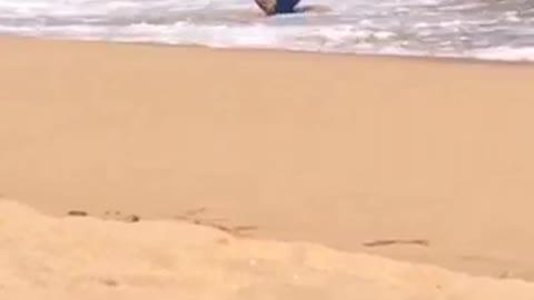 Guy with blue boogie board gets knocked down by wave