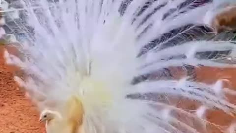 Beautiful White Peacock Nice Status Short Video 👍👍 🦚🦚🦚🦚🇮🇳🇮🇳🇮🇳💯