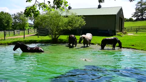 Horses having fun rolling and splashing in pond