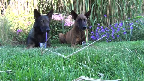 Two dogs relaxing in the garden and take a drink