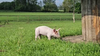 Orphaned Piglet Introduced to New Friends