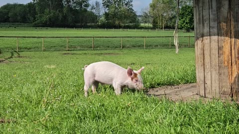 Orphaned Piglet Introduced to New Friends