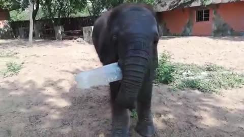 Cute elephant baby loves bottle time