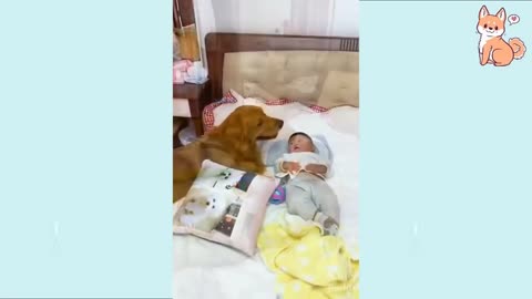 smart dog take caring of little baby