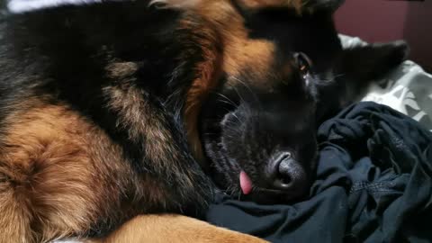 Exhausted puppy hilariously falls asleep with tongue out