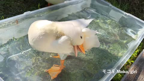 A Pet Duck Quacking.