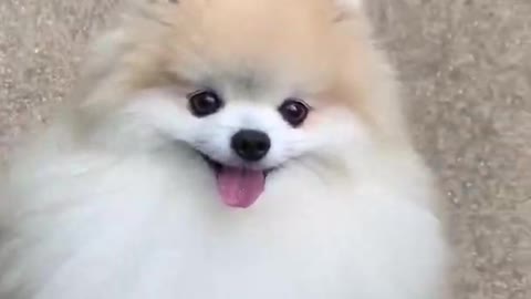Cute dog video short