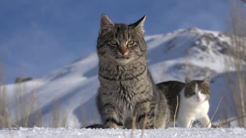 amazing cats in the snow
