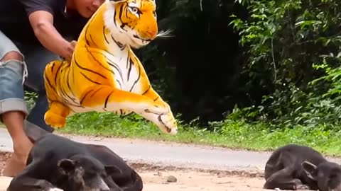 Funny Prank Fake Tiger Vs Dog new content