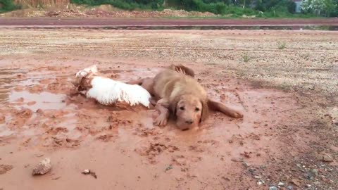 Dogs played in the mud