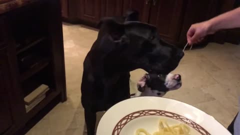 Great Danes share tasty spaghetti dinner together