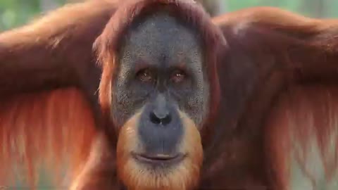 Top facts about orangutans |