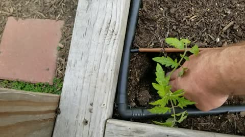 How I Transplant Tomatoes
